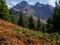 Herbstliche Sträucher und Gipfel der Schladminger Tauern